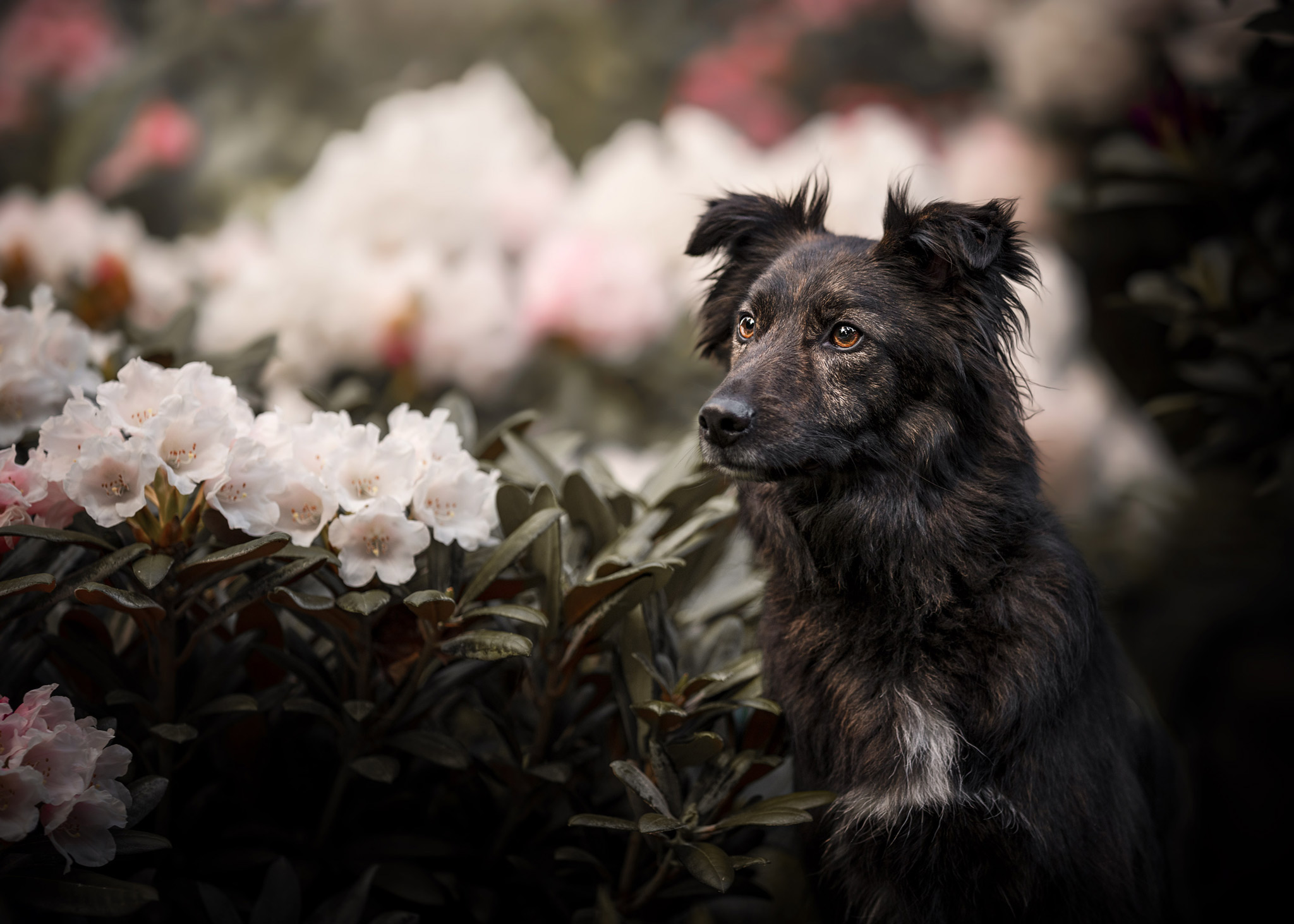 Pickle der Wunsch vom eigenen Hund