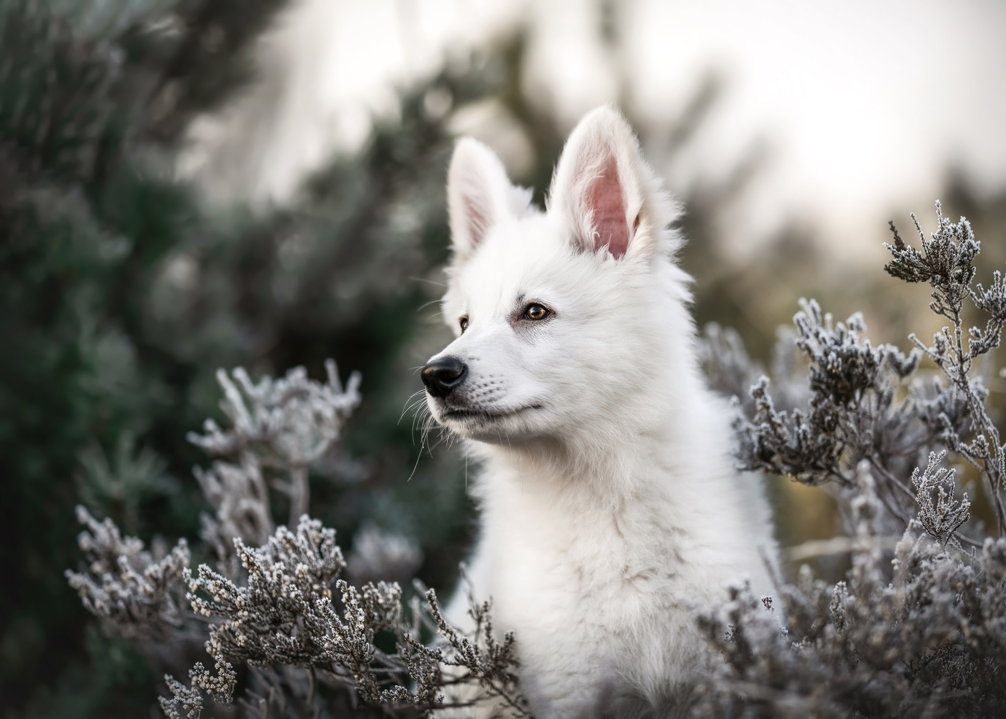 Loki Schweizer Schäferhund Welpe in der Heide