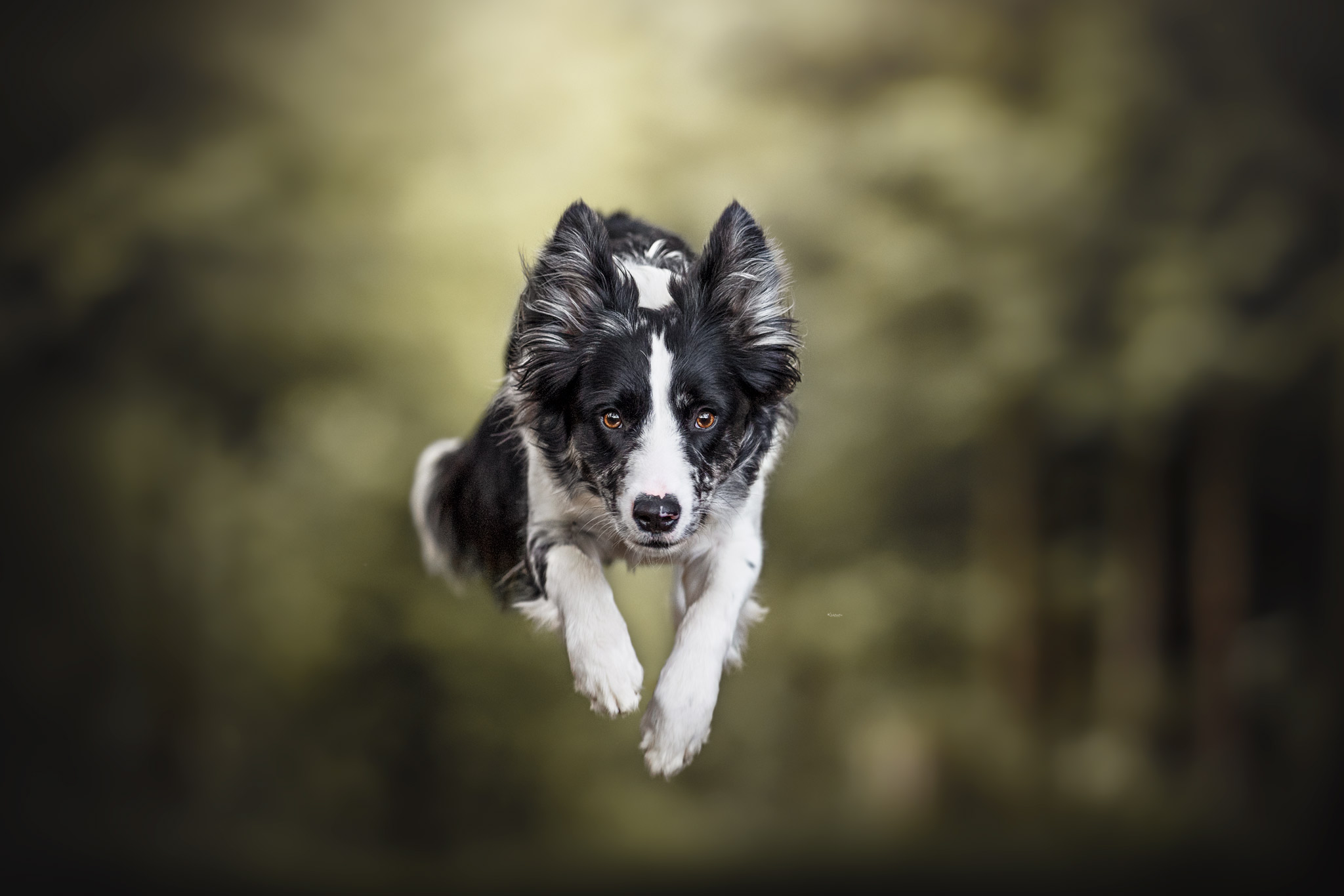 Fliegender Hund Black Merle Border Collie springend im Wald