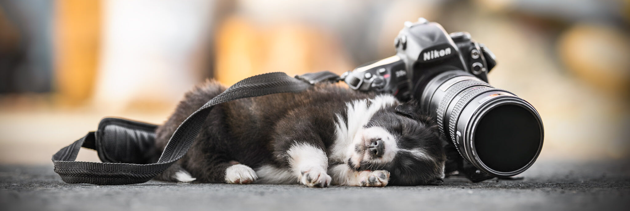 Welpenliebe Schlafender Border Collie Welpe mit Kamera