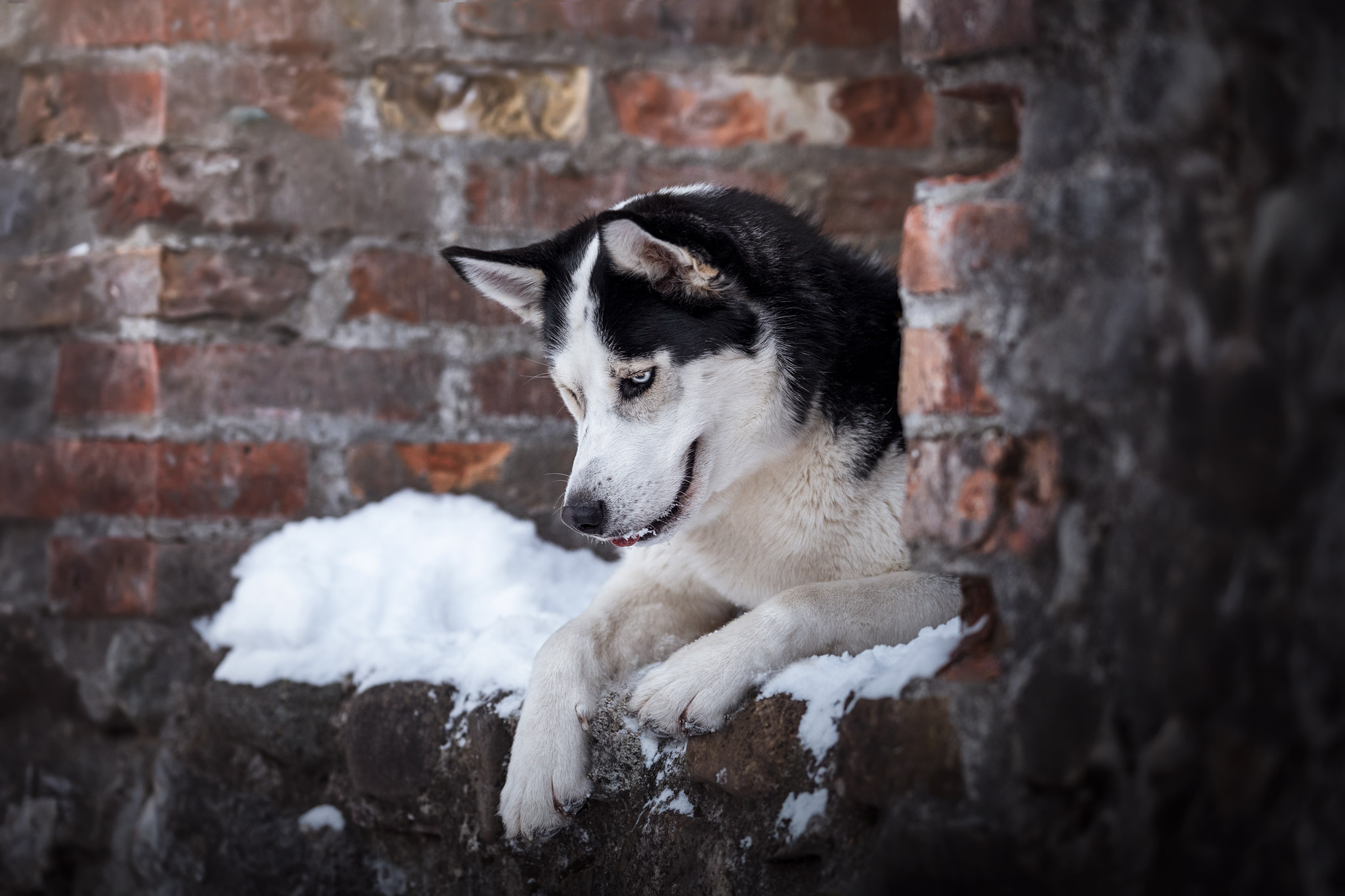 Malu Siberian Husky bei Burgruinen-Shooting